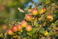 Seevetaler Streuobst Unser Echtsaft