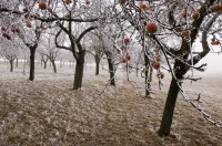 Streuobstwiese im Winter Streuobstwiese