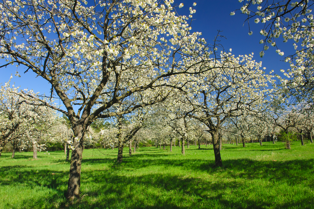 Streuobstwiese in der Blüte Streuobst